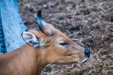 Banteng, Tayland 'ın Baş Fotoğrafı