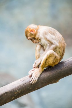 Rhesus Macaque 'ın Portresi, Tayland