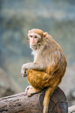 Rhesus Macaque 'ın Portresi, Tayland