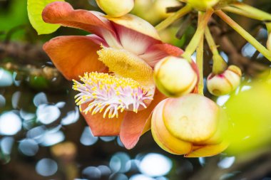 Tayland 'da Gülle Çiçeği ya da Sal Çiçeği