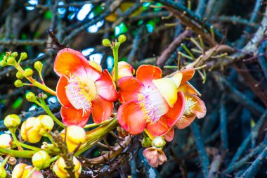 Tayland 'da Gülle Çiçeği ya da Sal Çiçeği
