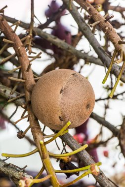 Fruit of Cannonball Tree, Tayland