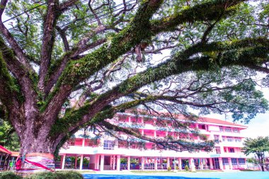 Chiang Kham bölgesinde güzel bir yağmur ağacı, Phayao vilayeti