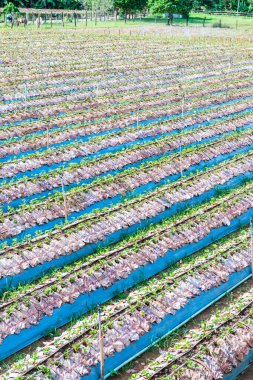 Tayland 'ın Chiangmai şehrinde çilek çiftliği..