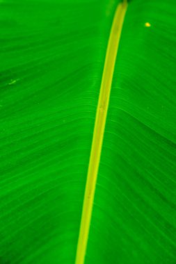 Muz yaprağı arka planı, Tayland