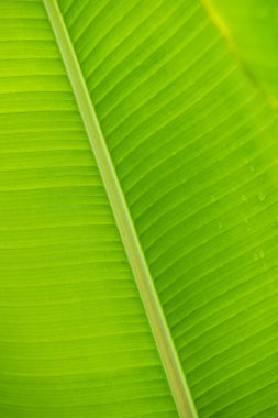 Muz yaprağı arka planı, Tayland