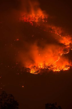 Tayland 'da Gece Orman Yangını