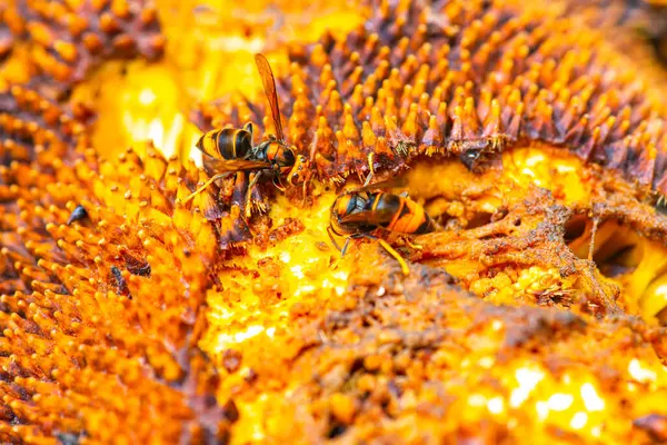 Wasp hornet on jack fruit, Thailand.