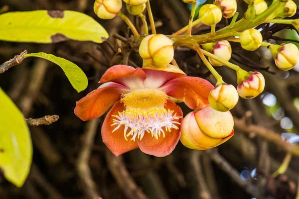 Cannonball Flower or Sal Flower in Thai, Thailand