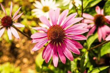 Yaklaş Pembe bir çiçek, Tayland.