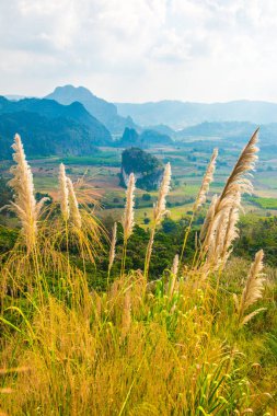 Phu Langka Ulusal Parkı, Tayland Güzel Manzarası.