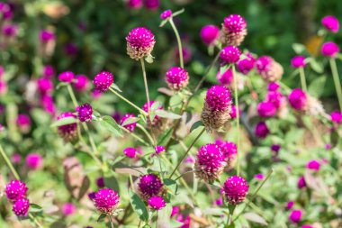 Bahçede, Tayland 'da Yerküre Amaranth çiçeği.