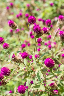 Bahçede, Tayland 'da Yerküre Amaranth çiçeği.