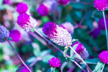 Bahçede, Tayland 'da Yerküre Amaranth çiçeği.