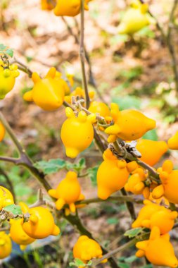 Bitki üzerinde meme meyvesi, Tayland.