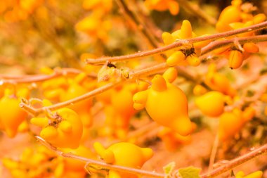 Bitki üzerinde meme meyvesi, Tayland.