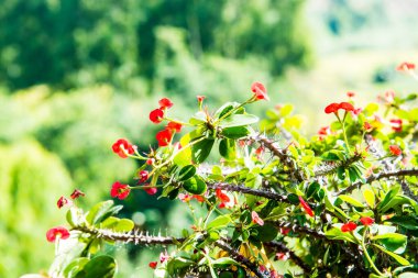 Doğal manzaralı Poi Sian çiçekleri, Tayland.