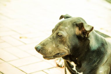 Tayland siyah köpeğinin kafasından..