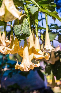 Datura çiçekleri ağaçta, Tayland.