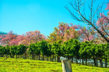 Mavi gökyüzü olan kiraz ağaçları, Tayland.