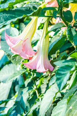 Datura çiçekleri ağaçta, Tayland.