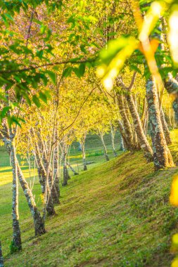 Chiangmai, Tayland 'da kiraz çiçeği parkı..