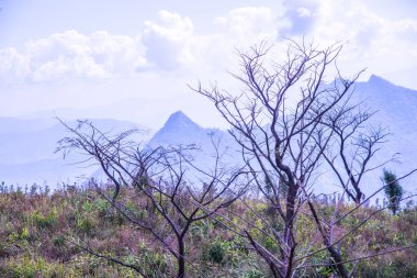 Chiangrai, Tayland 'daki Phu Chi Fa Dağı manzarası.