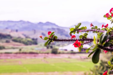 Doğal manzaralı Poi Sian çiçekleri, Tayland.