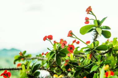 Doğal manzaralı Poi Sian çiçekleri, Tayland.