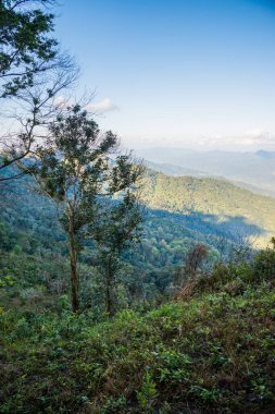 Tayland 'ın Chiangrai ilindeki Doi Pha Tang Dağı manzarası.