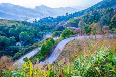 Chiangrai, Tayland 'da Doi Pha Tang yolu..