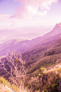 Tayland 'ın Chiangrai ilindeki Doi Pha Tang Dağı manzarası.