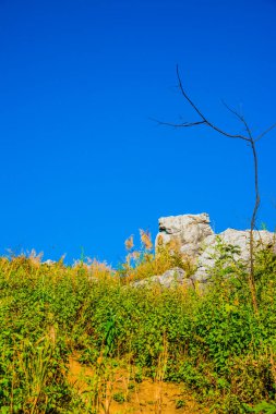 Tayland 'ın Chiangrai ilindeki Doi Pha Tang Dağı manzarası.