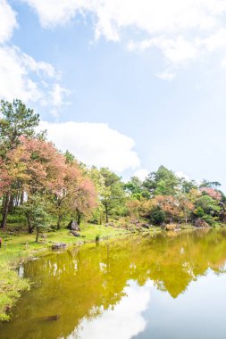 Tayland 'da gölü olan kiraz ağaçları..