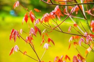 Akçaağaç yaprakları doğal arka planda, Tayland.