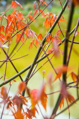 Akçaağaç yaprakları doğal arka planda, Tayland.