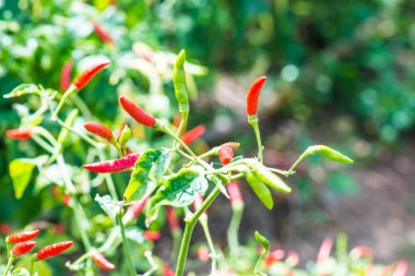 Bitkide taze biber, Tayland