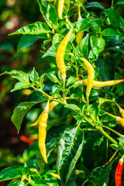 Bitkide taze biber, Tayland