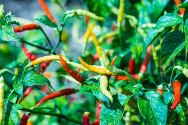 Bitkide taze biber, Tayland