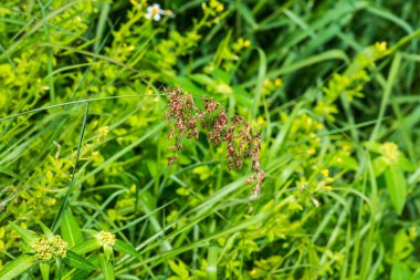 Tayland 'da çimen çiçeği..