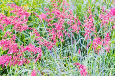 Tayland 'da çimen çiçeği..