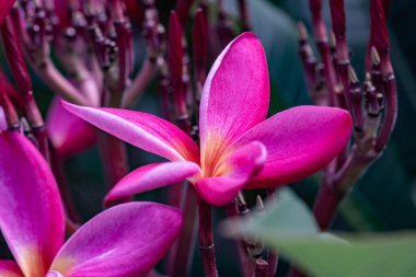 Pembe tesisat çiçekleri, doğal arka plan, Tayland.