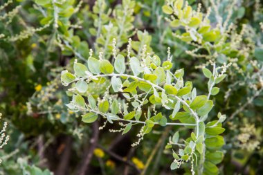 Queenland Yaprağı Gümüş Gıdaklama Tesisi, Tayland.