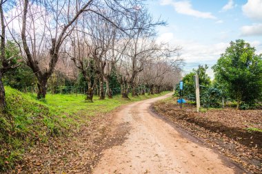 Chiangmai, Tayland 'da kiraz çiçeği parkı..
