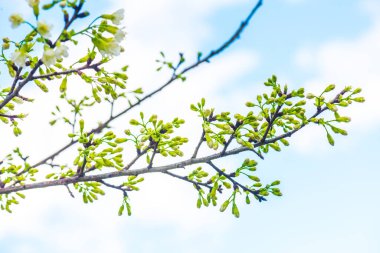 Kiraz Çiçeklerinin Kapanışı, Tayland.