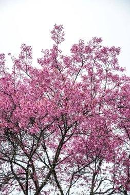 Tayland 'da Pembe Sakura Çiçekleri.