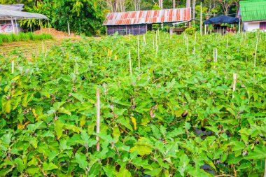 Tayland 'da tarımsal alanda patlıcan ağacı.