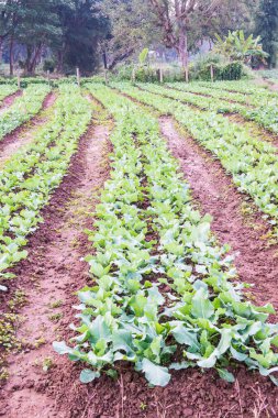 Sebze bahçesinde yeşil Çin lahanası, Tayland.