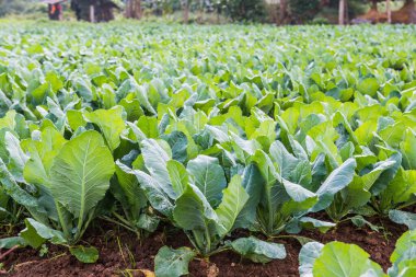 Sebze bahçesinde yeşil Çin lahanası, Tayland.