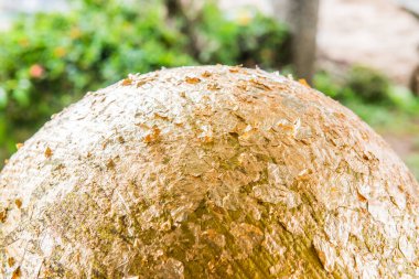 Altın folyolu Loknimit, Tayland.